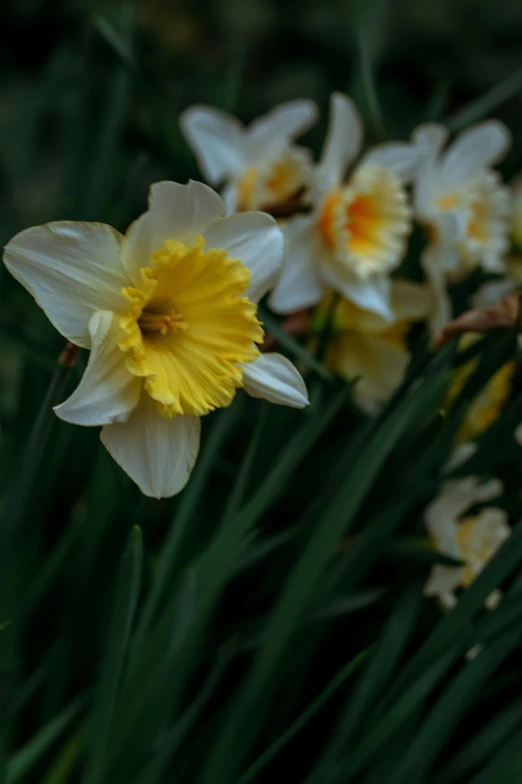 some white flowers and a yellow flower bud