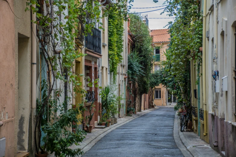 a deserted narrow street surrounded by lush green foliage