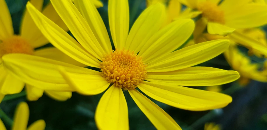 many yellow flowers in a garden with water droplets