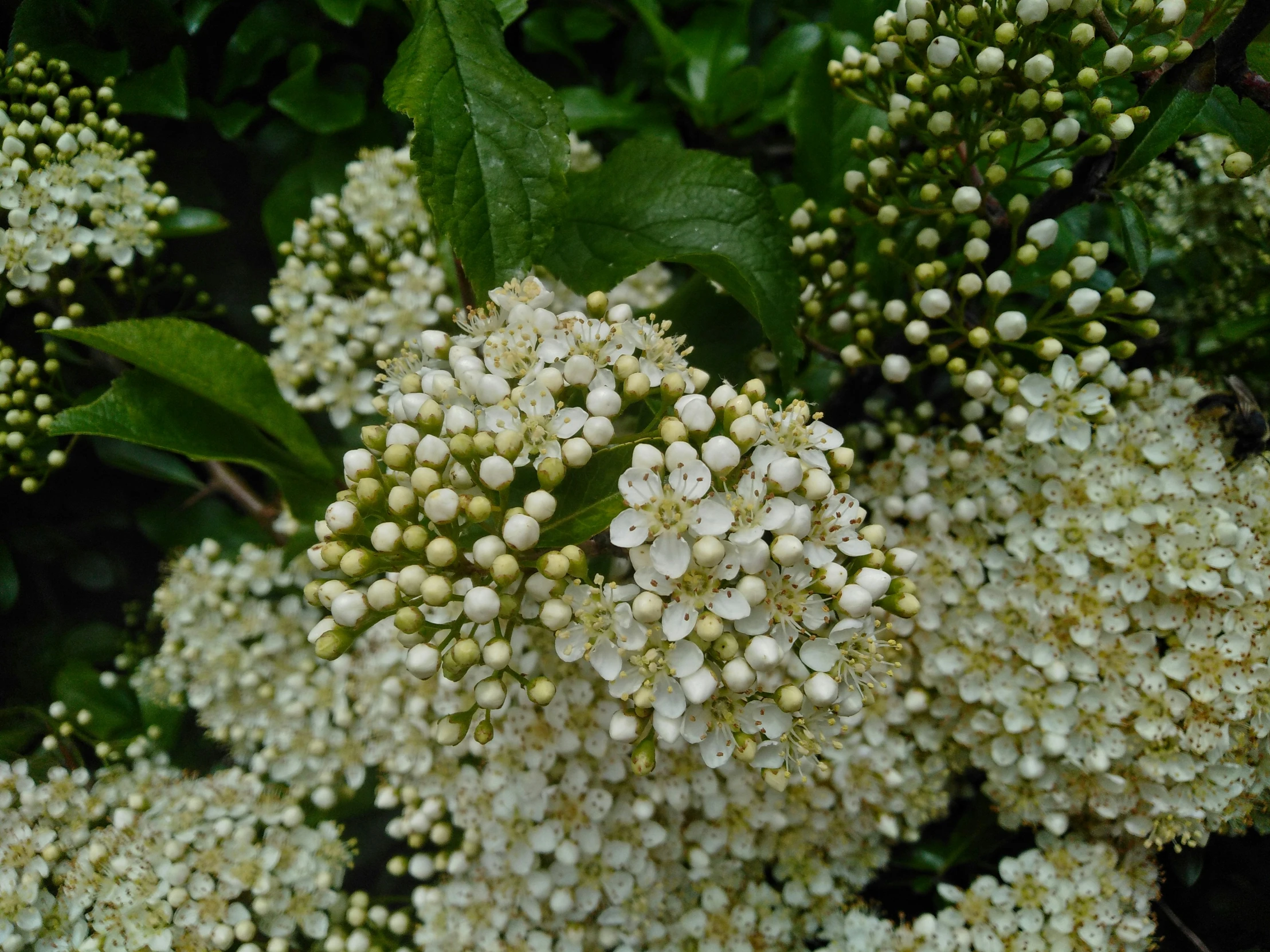 small white flowers with green leaves on a tree