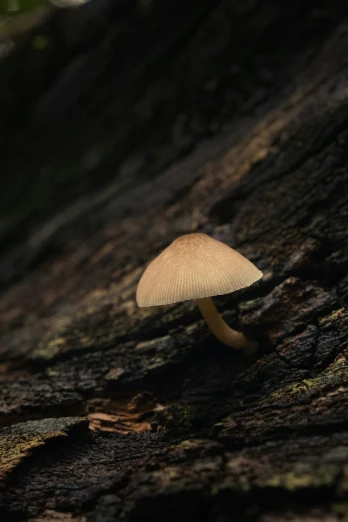 a mushroom sitting on the side of a tree