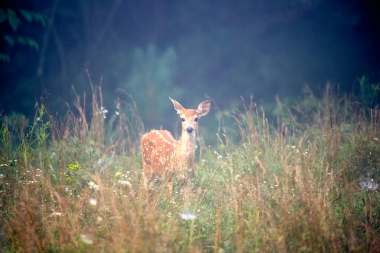 an animal standing in a field with a blurry background