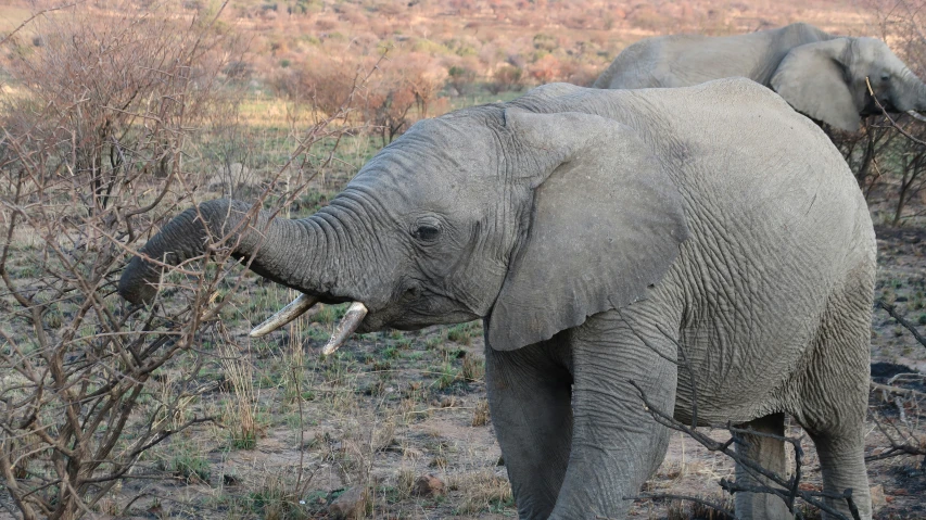 the elephants are walking by themselves through the field