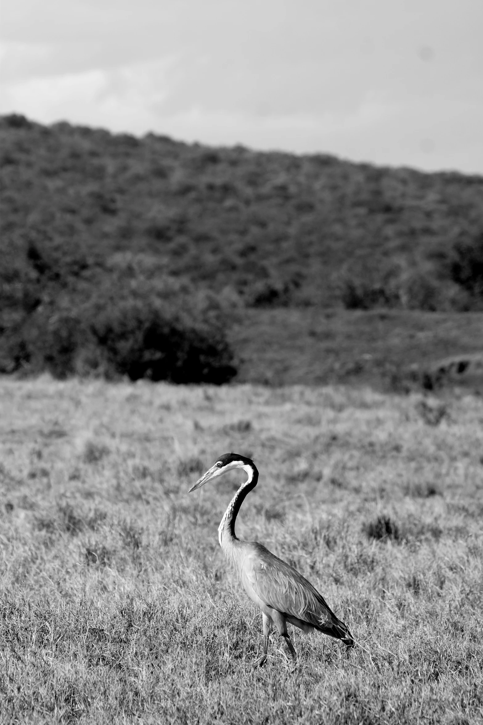 a bird that is standing in the grass