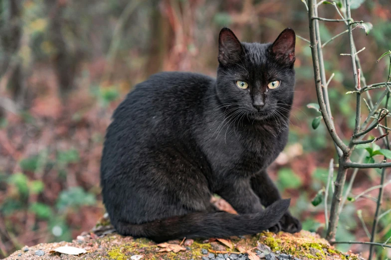 a black cat sitting on a moss covered rock