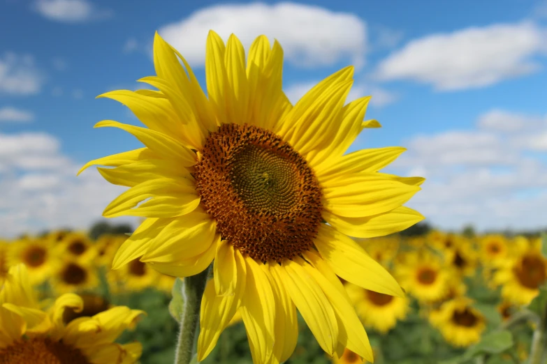 a large field with many sunflowers and cloudy blue sky