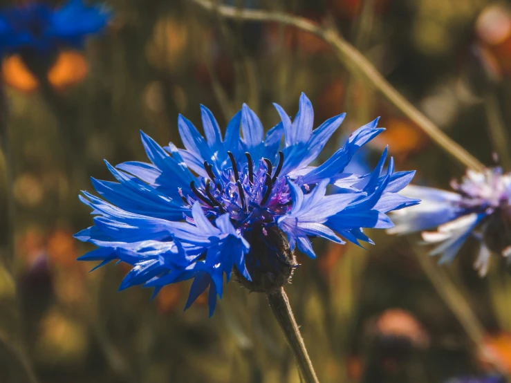 two blue flowers blooming in a field