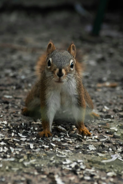 a squirrel with a serious look on its face