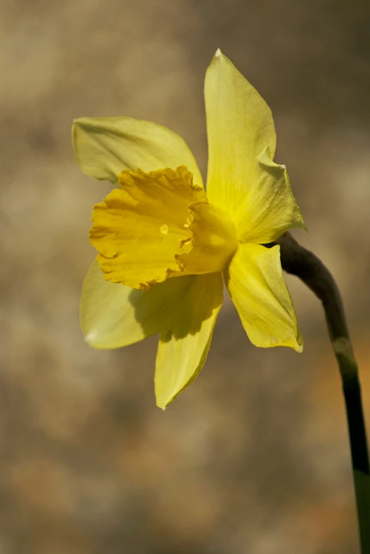 single daffodil in a vase against a dark background
