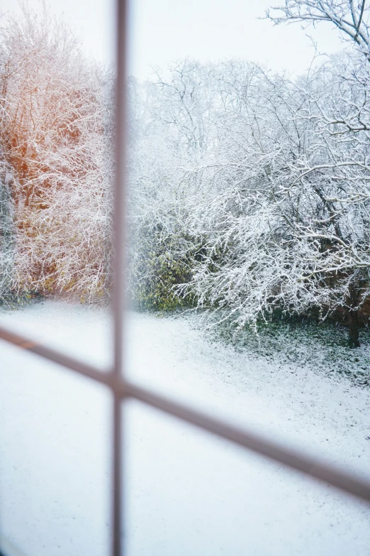 the trees covered with snow behind a fence