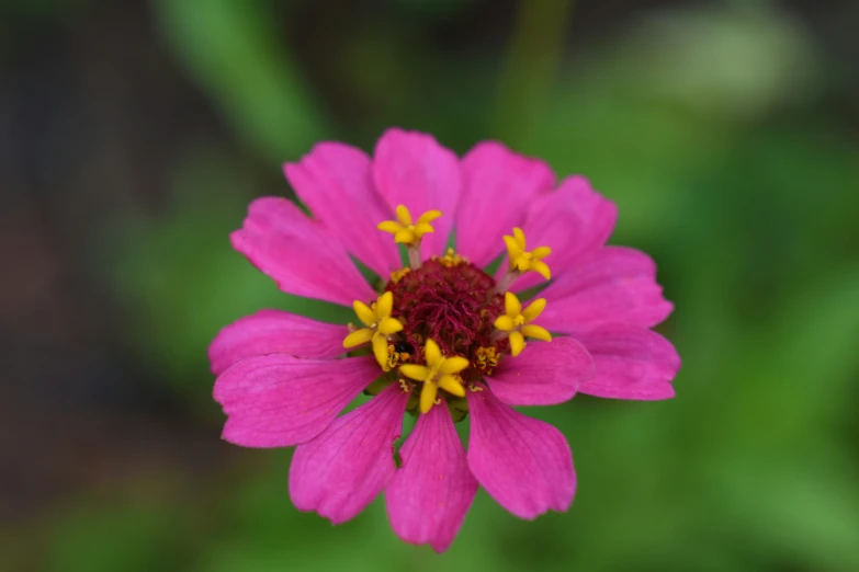 a close - up of the flower in full bloom