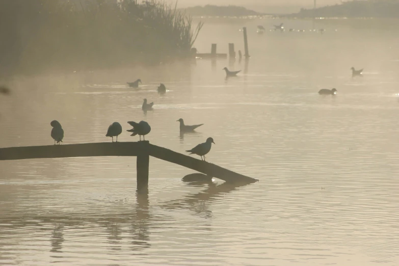 birds that are standing on the top of a wood post