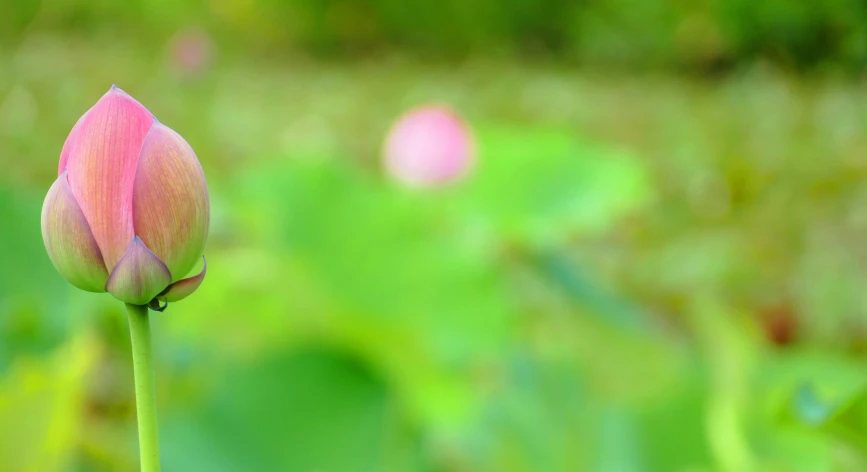 the pink flower is growing from a thin stalk