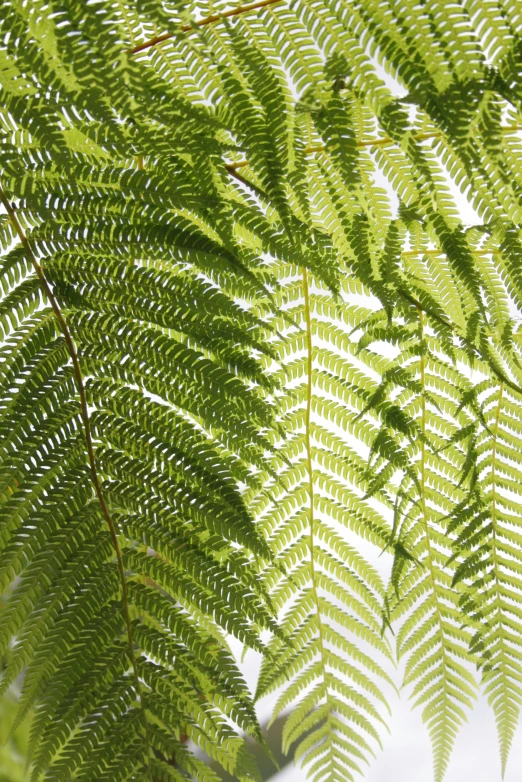 an exotic looking green tree with lots of leaves