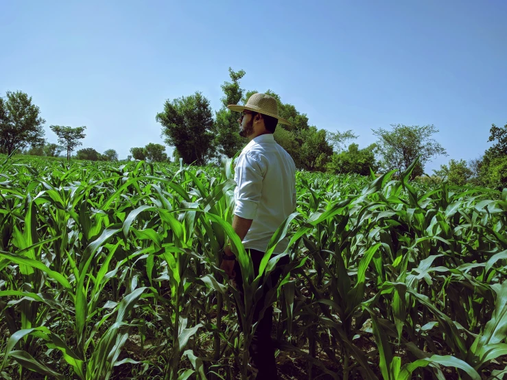 the man standing in the corn field is staring down the area