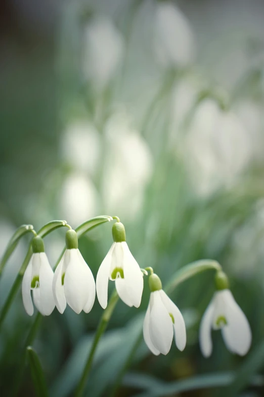 white flowers are blooming next to each other