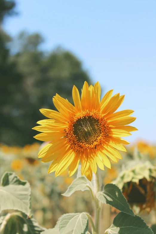 a sunflower in a field with trees in the background