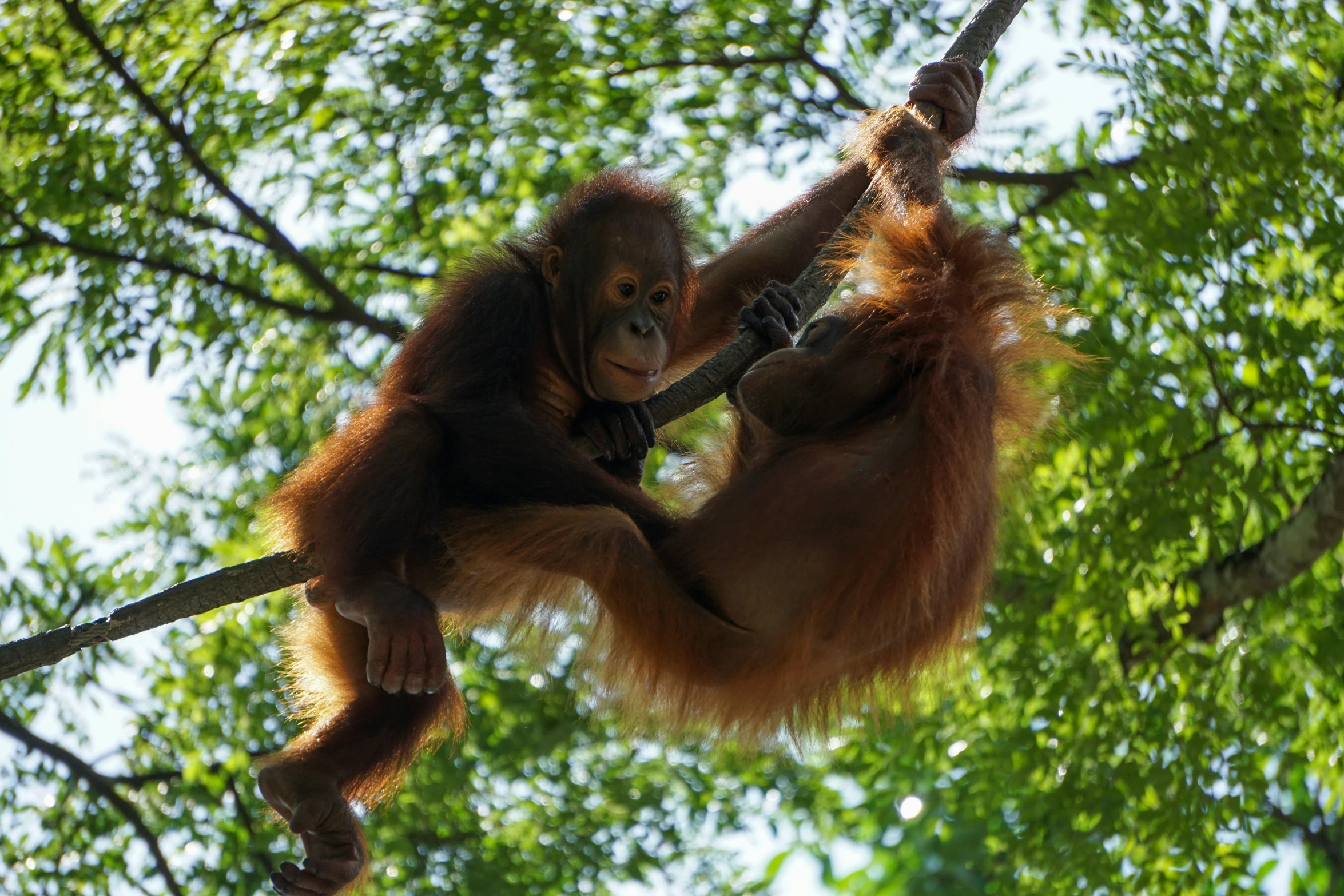 an oranguel hanging on to a nch in a tree