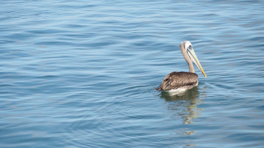 the bird is swimming on the water near a fish