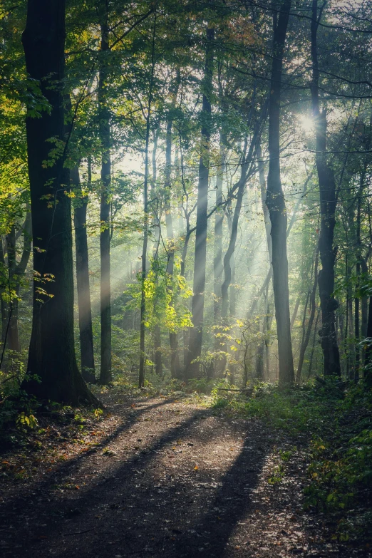 a po with the sun shining through some trees in a forest