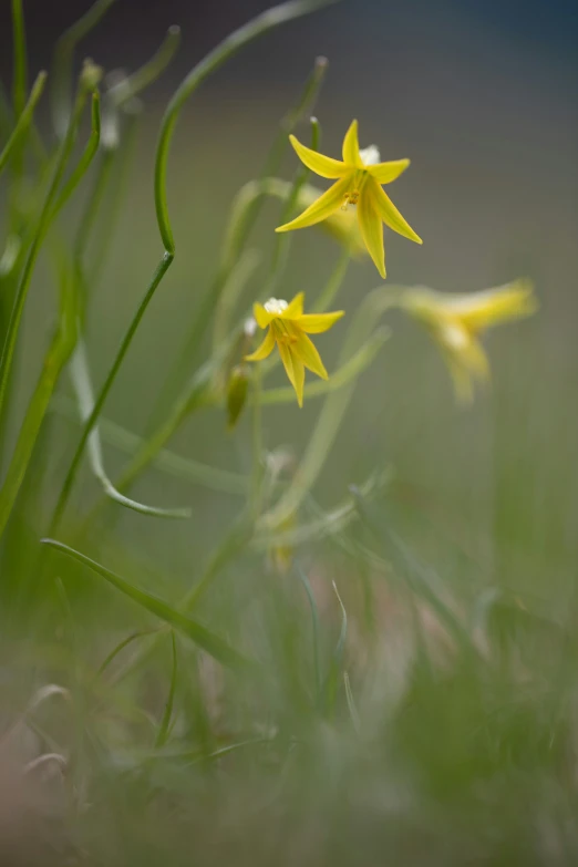 some small yellow flowers on a green lawn