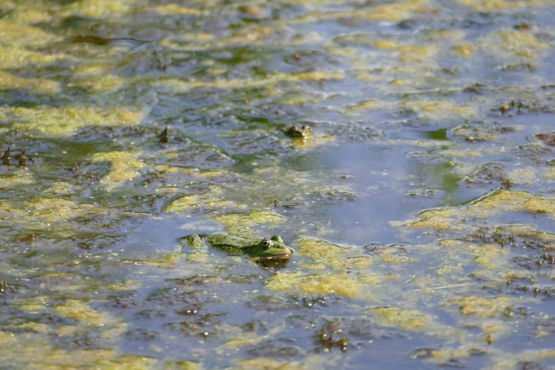 algae in the water with green algaes and rocks