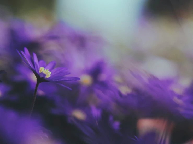 a flower in a field of grass, with focus on the flower