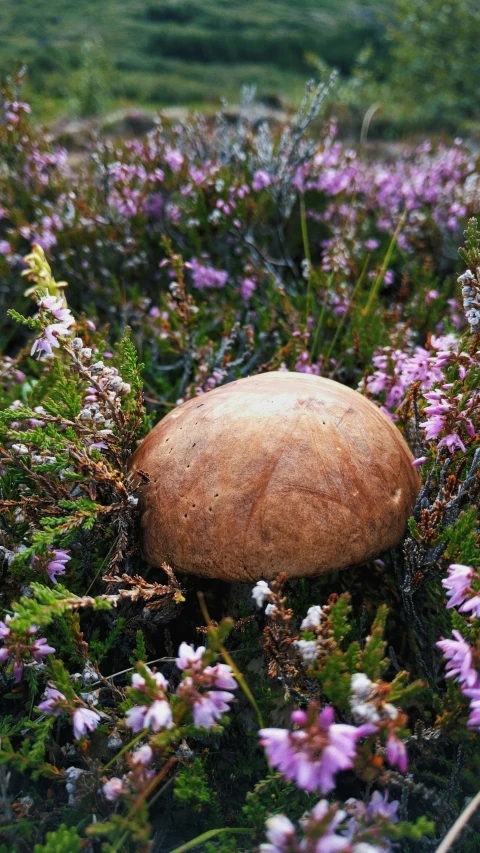 a large mushroom is sitting on the ground