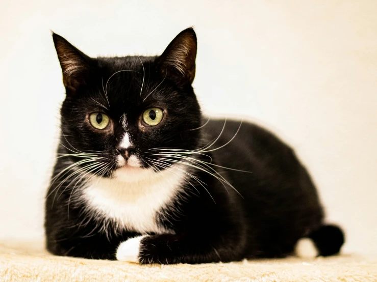 a black and white cat sits near the camera