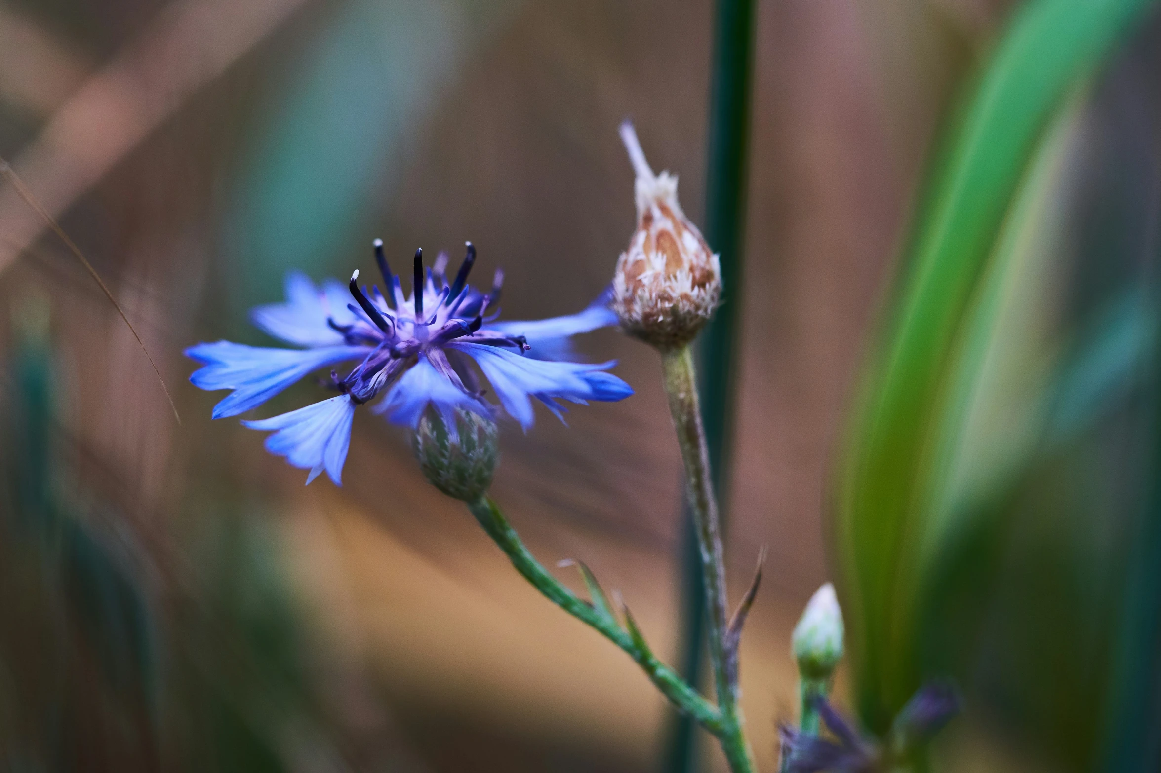 a flower is pographed in a blurry picture