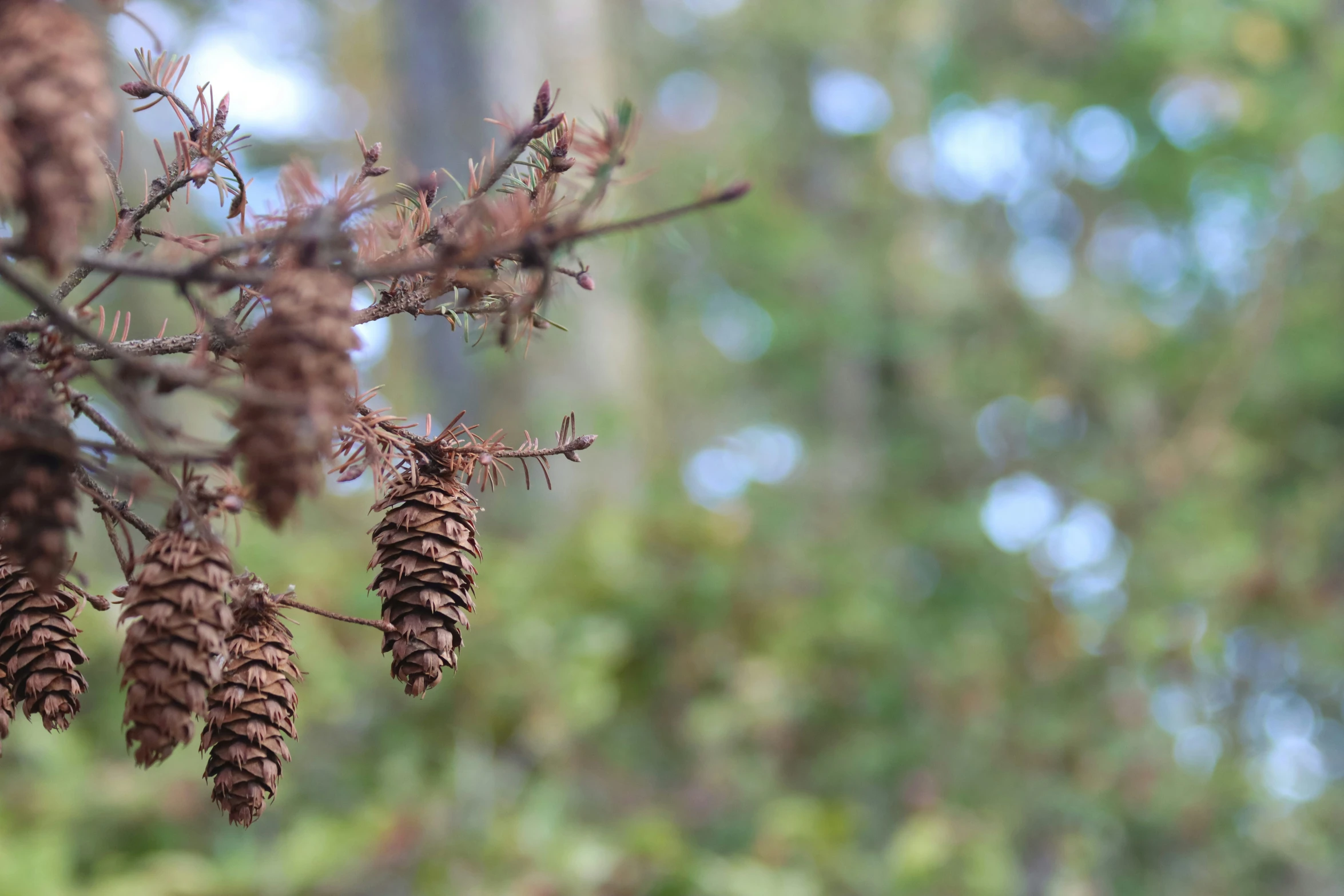 a close up of a pine cone plant with green trees in the background