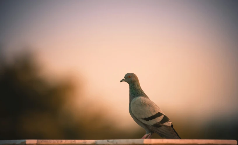 a pigeon is standing on the edge of a railing