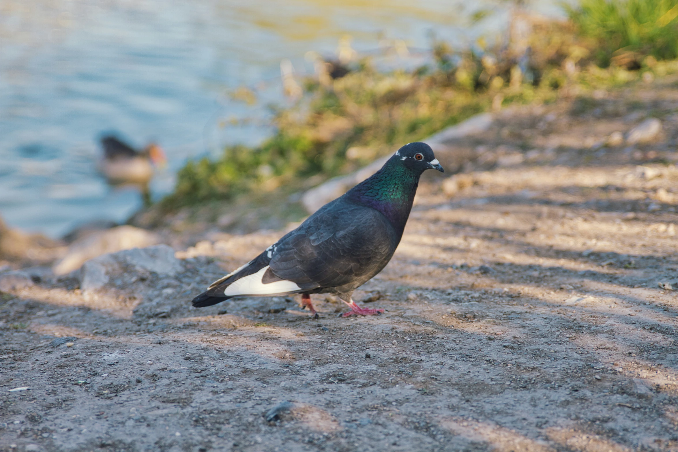 two birds sitting on top of a dry grass covered hillside