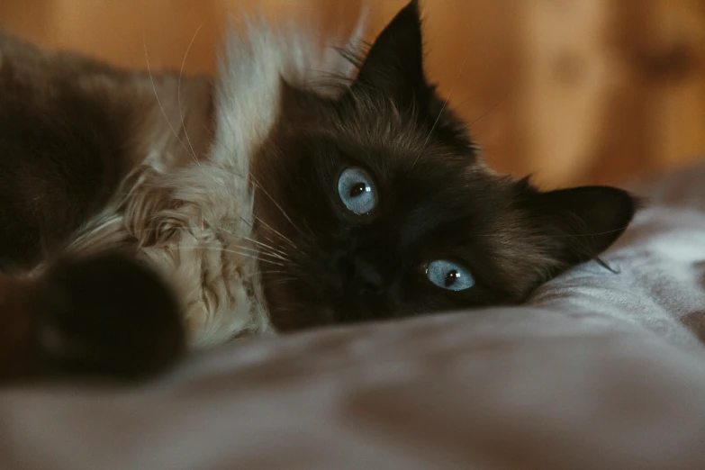 a close up of a cat on a bed