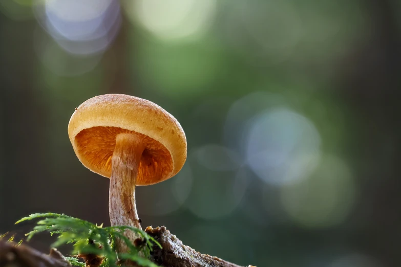 a small mushroom is growing on a piece of wood