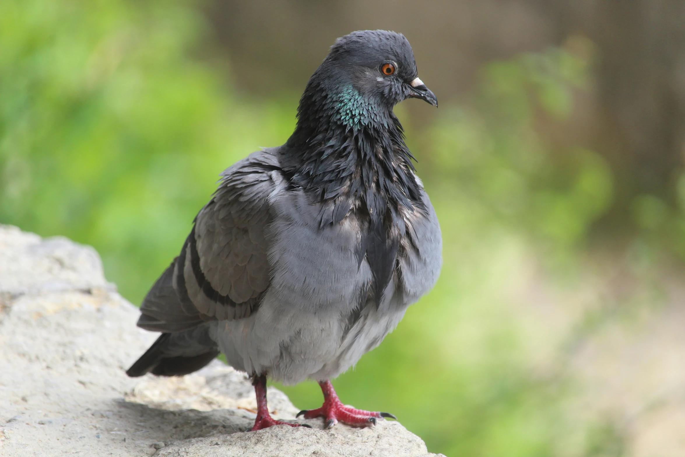 a pigeon that is standing on a rock