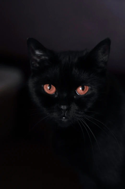 a black cat with bright pink eyes looking straight at the camera