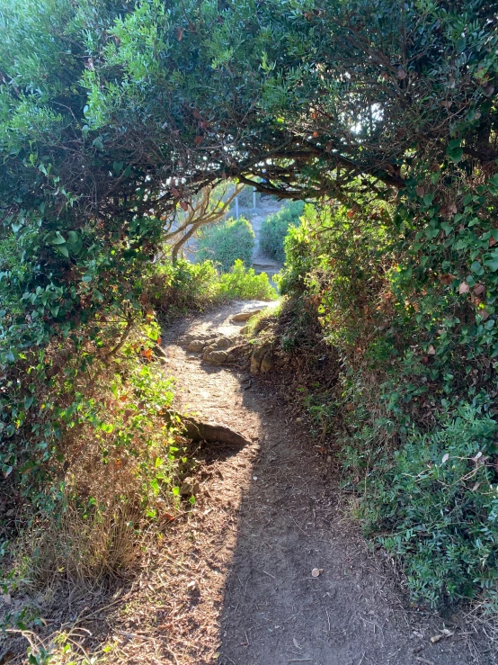a dirt path that runs under a lush green tree canopy
