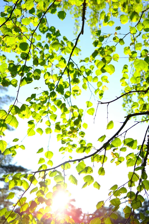 a close up of leaves on a tree