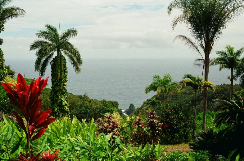 a tropical island with a palm tree in the background