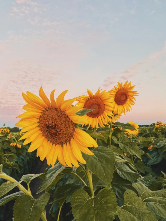 large sunflowers in a field with some light blue sky