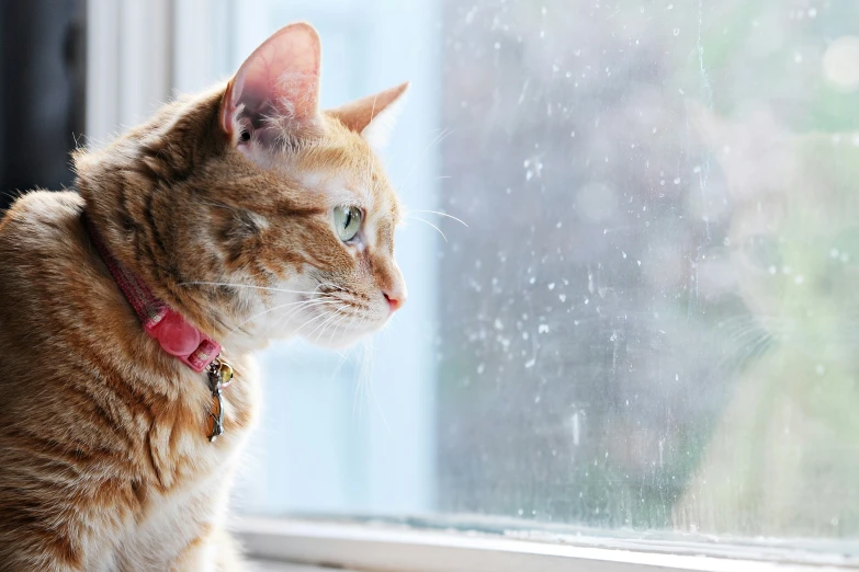 an orange cat is staring out the window