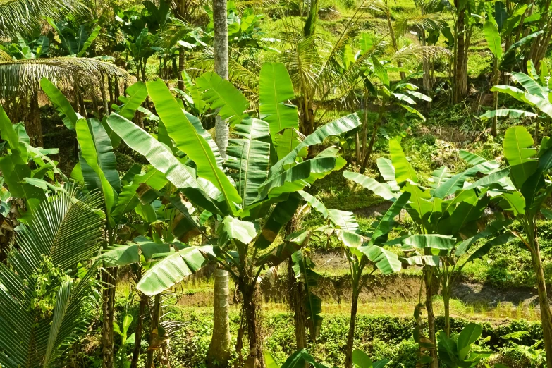 a bunch of trees in a forest surrounded by green plants