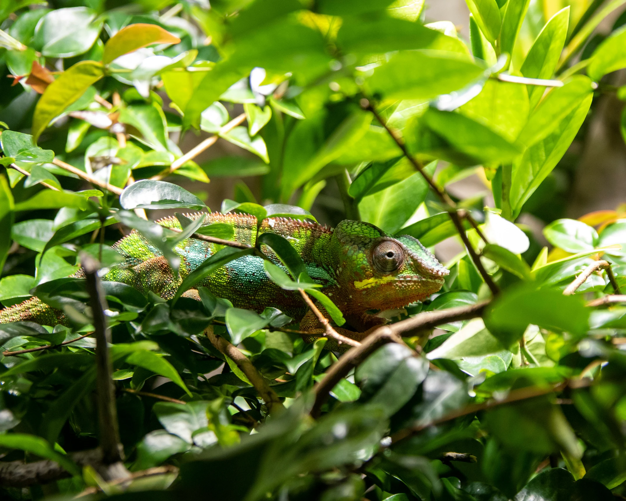 a lizard is sitting in the bushes among leaves