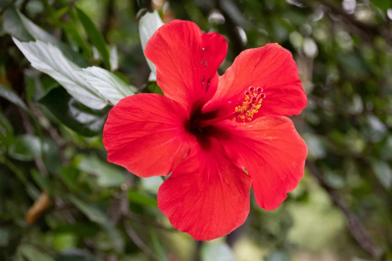 large bright red flower with green foliage in the background
