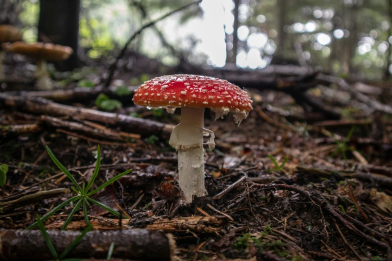 a small red mushroom sitting in the forest