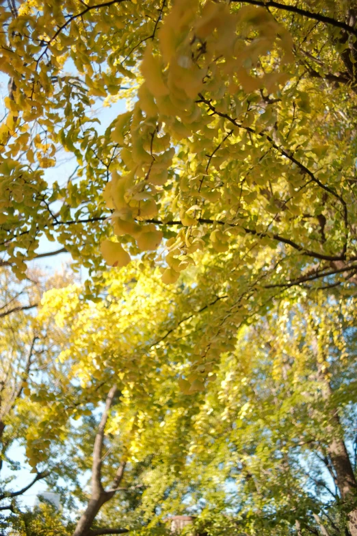 view of colorful trees with yellow leaves during the day