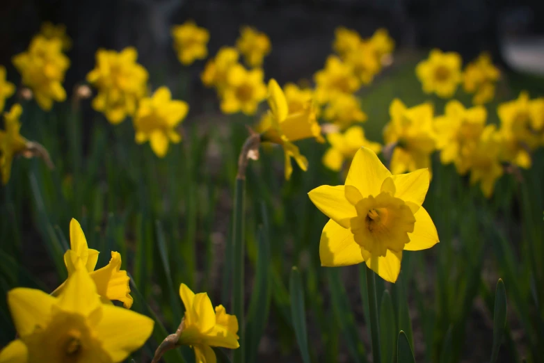 yellow daffodils stand tall as it stands out in the green