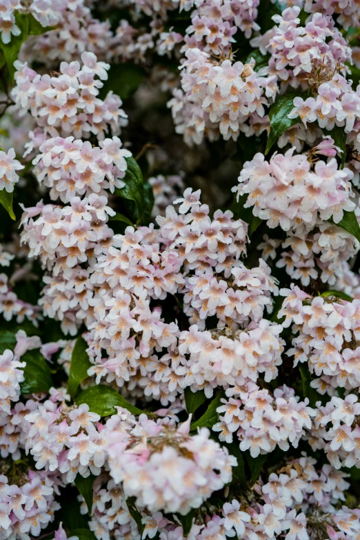 there is a cluster of pink flowers with green leaves