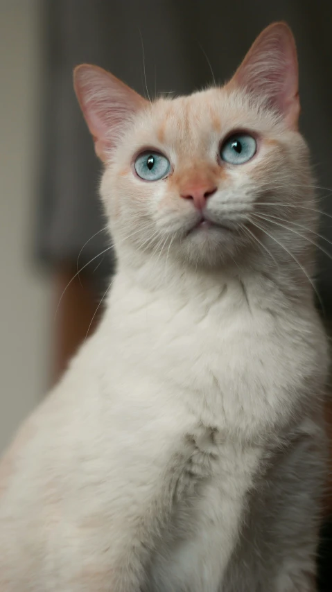 a white cat with blue eyes sitting on a couch